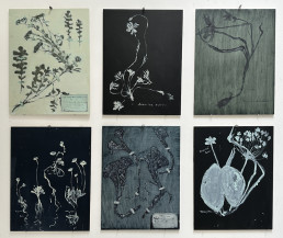collection of plant drawings on black paper in white paint