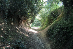 a sandy footpath hugged by trees and ivy, sun spots on the ground
