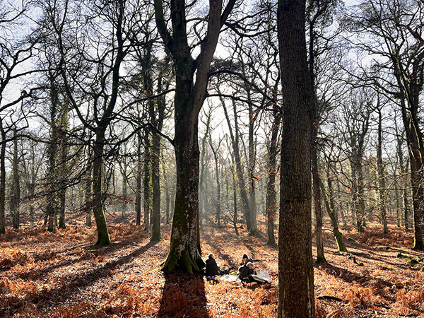 trees with a rust colured floor, people sat around the base of tree with the shun shining through the trees